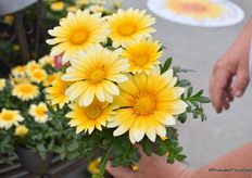 Sunny Side Up, net als de zon. Nieuwe introductie in de Zany serie van Benary, een Gold medal winnaar FleuroSelect en opent snel.